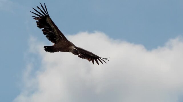 close-up of a wild Griffon vulture (Eurasion griffon, Gyps fulvus) soaring and gliding in flight