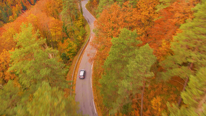 Fototapeta premium AERIAL: Vehicle drives along scenic route winding through autumn colored woods.