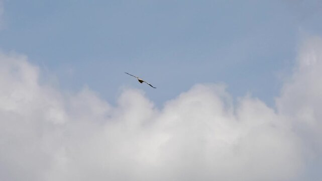 close-up of an Egyptian Vulture (Neophron percnopterus, Alimoche Comun) in flight over a large canyon