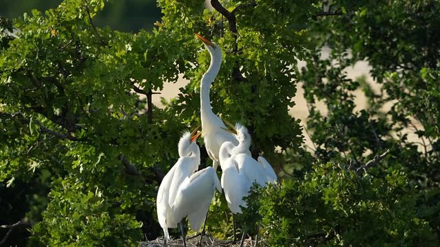 Little great egrets scrambling for food