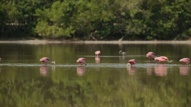 Group of roseate spoonbills foraging together in the Florida Everglades