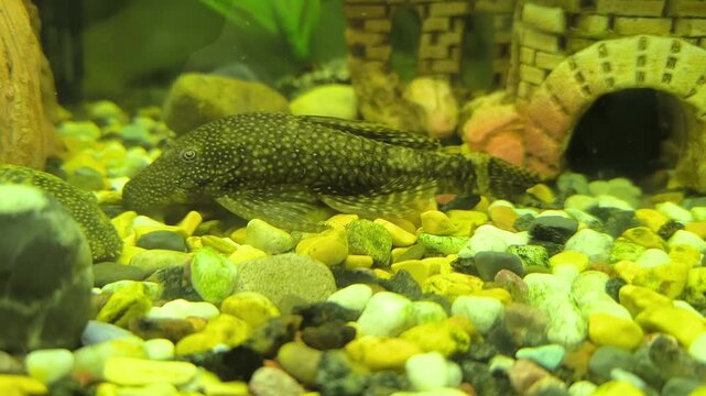 Colorful fish swim in a bright aquarium with lush green plants	