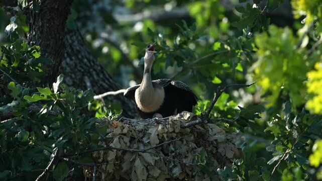Two little anhinga babies in the nest with Mom 