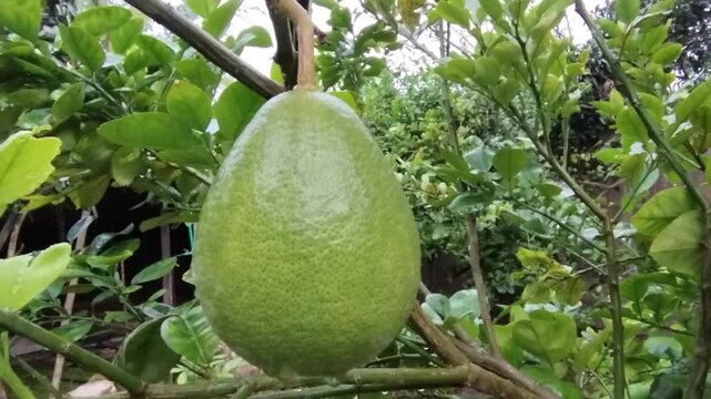 Large fresh green pomelo fruit hanging from a branch a single, large, ripe from sturdy tree surrounded by lush leaves in an outdoor