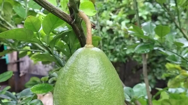 Large fresh green pomelo fruit hanging from a branch a single, large, ripe from sturdy tree surrounded by lush leaves in an outdoor