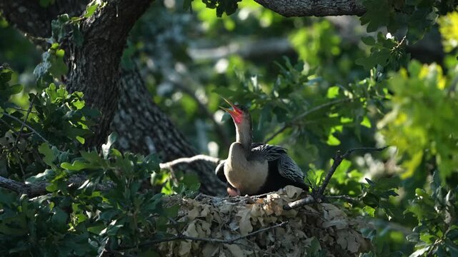Two little anhinga babies in the nest with Mom 