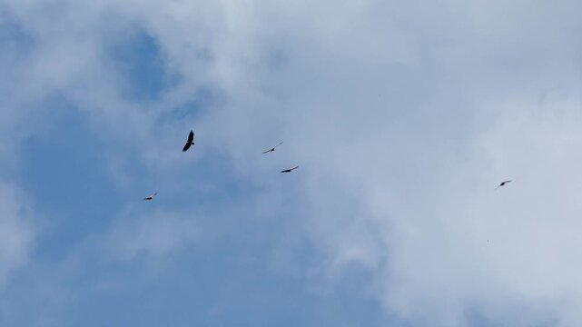 a flock of wild Griffon vultures (Eurasion griffon, Gyps fulvus) soaring and gliding in flight