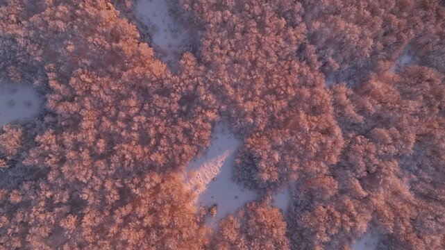 Top down aerial view of snow covered winter forest canopy sunlit by sunset orange light