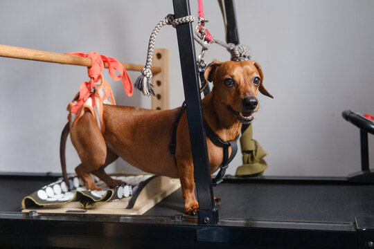 Dachshund with hind leg paralysis doing treadmill rehabilitation therapy