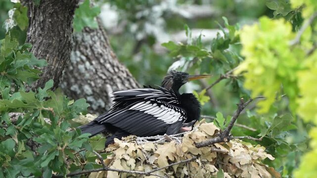 The little anhinga baby asking Daddy to feed 