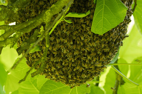 Essaim d'abeilles sauvages dans un arbre