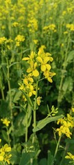 Obraz premium Yellow Mustard Flower Field Blooming in Spring