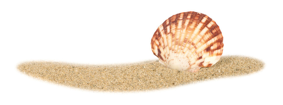 Coquillage sur un fond de sable de plage	