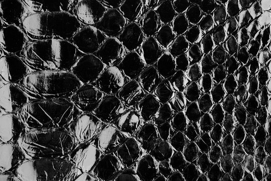 Black glossy python leather texture close up with reptile scale pattern for fashion background