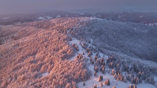 Aerial orbital flight around winter mountain forest glowing in warm sunset sunlight