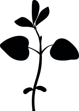 Black silhouette of a young soybean plant (Glycine max) 