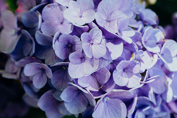 Close up of purple hydrangea flower cluster in natural light © reddish