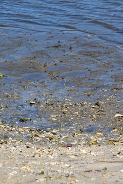 Pools of tide water on the muddy beach.