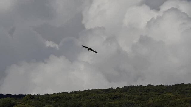 close-up of an Egyptian Vulture (Neophron percnopterus, Alimoche Comun) in flight over a large canyon
