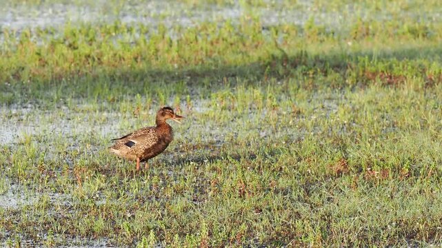 Canards colverts (Anas platyrhynchos) au repos dans une prairie inond&eacute;e des zones humides de la Brenne
