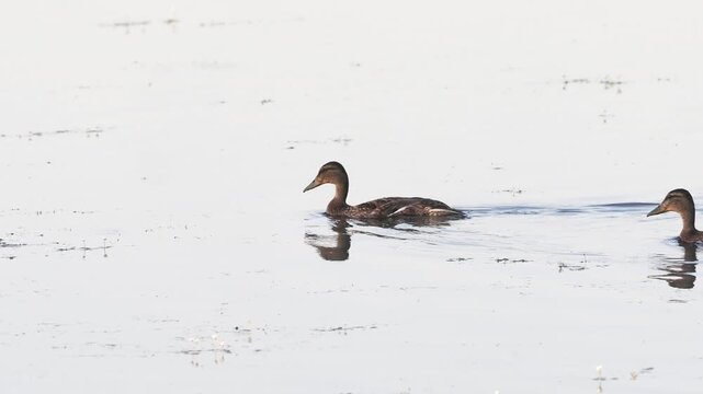 Groupe de canards colverts (Anas platyrhynchos) nageant sur un &eacute;tang des espaces naturels prot&eacute;g&eacute;s de la Brenne