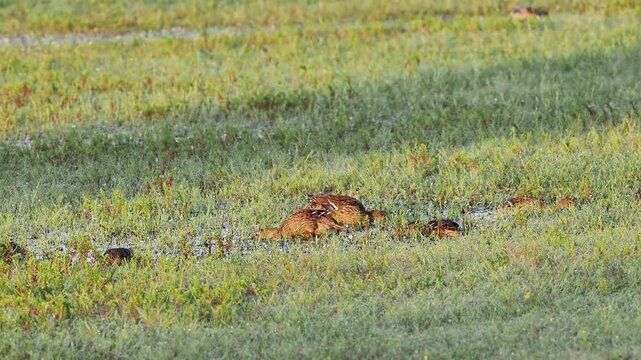 Canards colverts (Anas platyrhynchos) au repos dans une prairie inond&eacute;e des zones humides de la Brenne