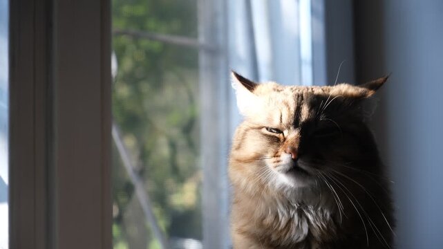 Cashmere Bengal cat lounging comfortably at the window on a sunny day. Semi-long-haired cat. Soft morning light, Enjoying sun beam. Relaxing on the balcony floor and looking window. Funny pets.