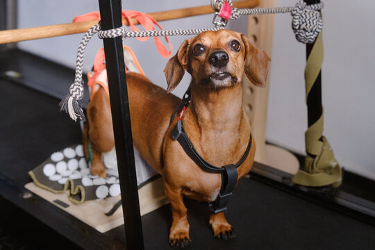 Happy dachshund dog using support harness during canine physiotherapy