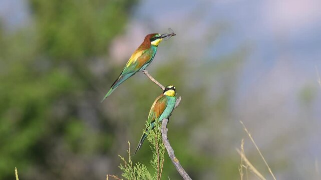 Two bee-eaters (Merops apiaster) in striking colors, perched on branches and feeding on the insects they&rsquo;ve caught.