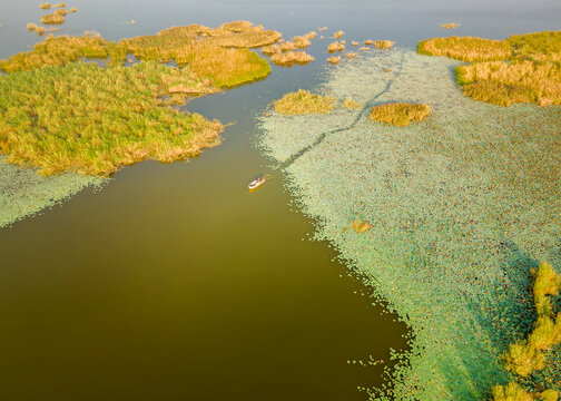 Aerial view of Haleji Lake with a small boat navigating through dense aquatic vegetation and golden reeds in Thatta, Sindh, Pakistan.