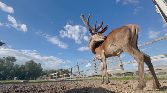 The red deer shakes the gnats off itself