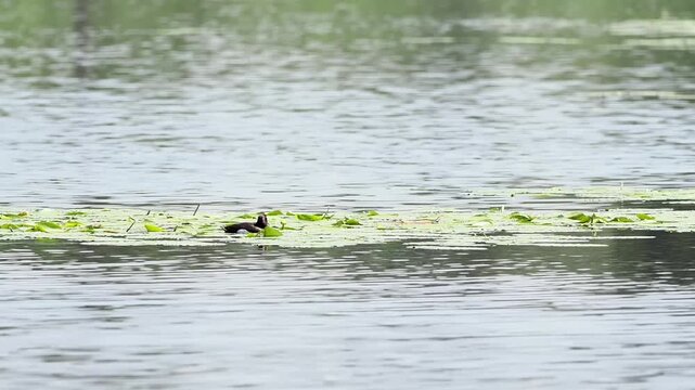 Fuligule morillon (Aythya fuligula) nageant au milieu des n&eacute;nuphars dans un &eacute;tang de la Brenne