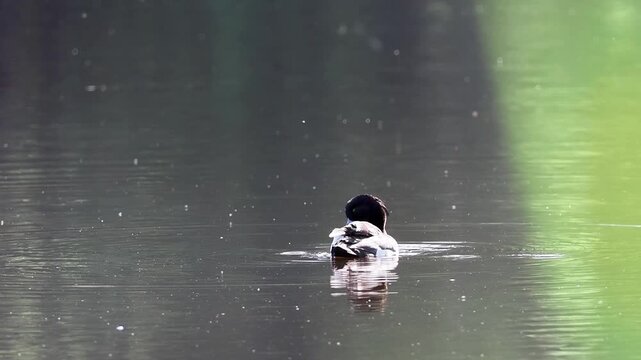 Fuligule morillon m&acirc;le (Aythya fuligula) nageant sur un &eacute;tang au coucher du soleil dans la Brenne
