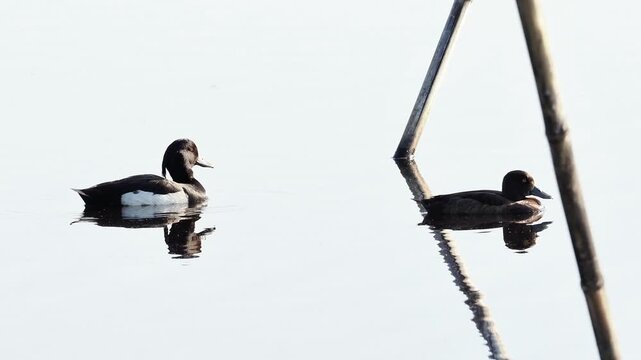 Couple de fuligules morillons (Aythya fuligula) nageant sur un &eacute;tang dans les espaces naturels prot&eacute;g&eacute;s de la Brenne