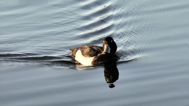 Fuligule morillon m&acirc;le (Aythya fuligula) nageant sur un &eacute;tang au coucher du soleil dans la Brenne