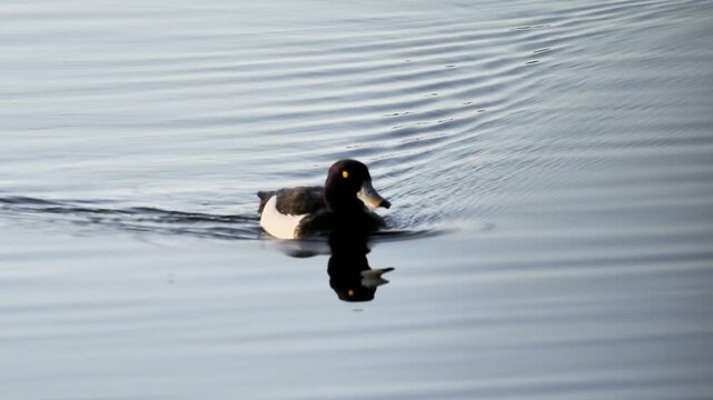 Fuligule morillon m&acirc;le (Aythya fuligula) nageant sur un &eacute;tang au coucher du soleil dans la Brenne