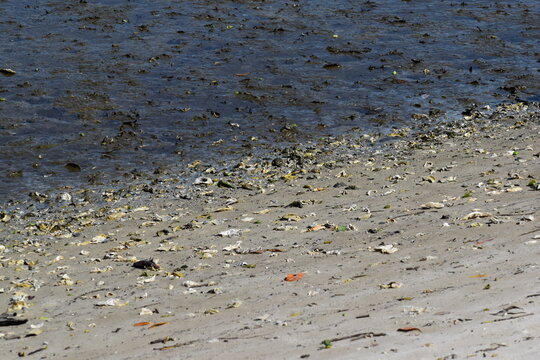 sea shells on the beach