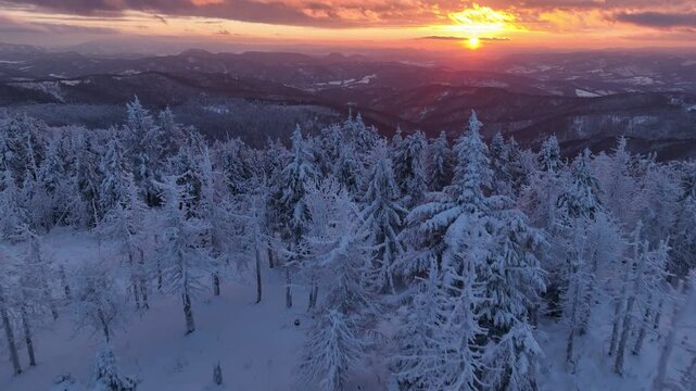 Low aerial forward flight over frozen spruce treetops facing sunset sun and Slovak mountains