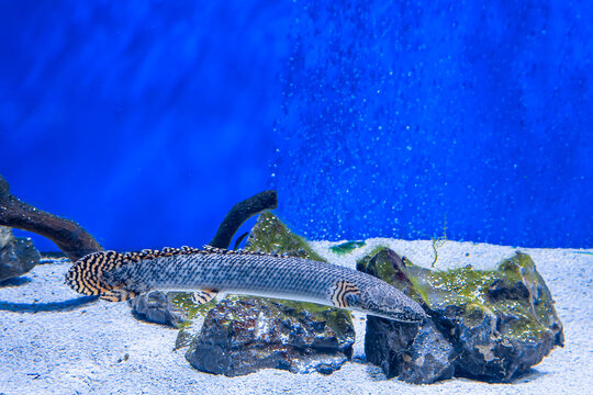 Senegal bichir fish swimming underwater in an aquarium