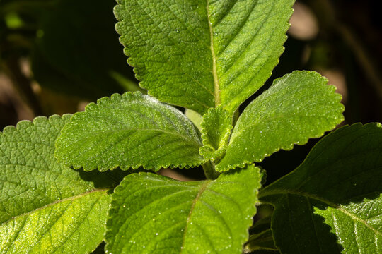 Close-up of fresh, wet green leaves of Boldo (Plectranthus barbatus), a famous medicinal herb from Brazil, showcasing its rich, moist texture.