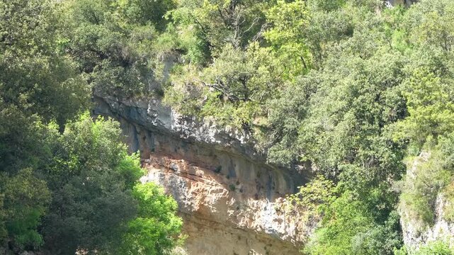 close-up of an Egyptian Vulture (Neophron percnopterus, Alimoche Comun) in flight over a large canyon