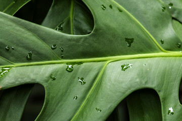 Detailed shot of a vibrant Philodendron bipinnatifidum leaf, commonly known as Guaimbê or Tree Philodendron, covered in fresh water droplets.  © AlfRibeiro