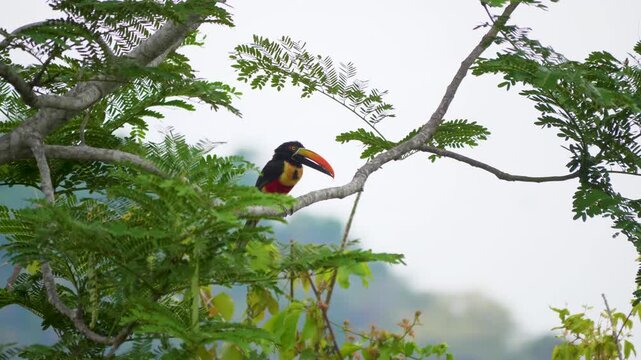 Tucan in Costa Rica
