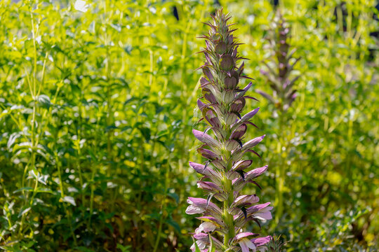 Selective focus of purple white flowers Acanthus spinosus with green leaves in the garden, The spiny bear's breech is a species of flowering plant in the family Acanthaceae, Natural floral background.
