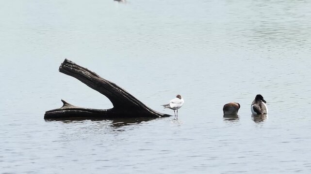 Mouette rieuse (Chroicocephalus ridibundus) au repos pr&egrave;s de fuligules morillons (Aythya fuligula) sur un &eacute;tang de la Brenne