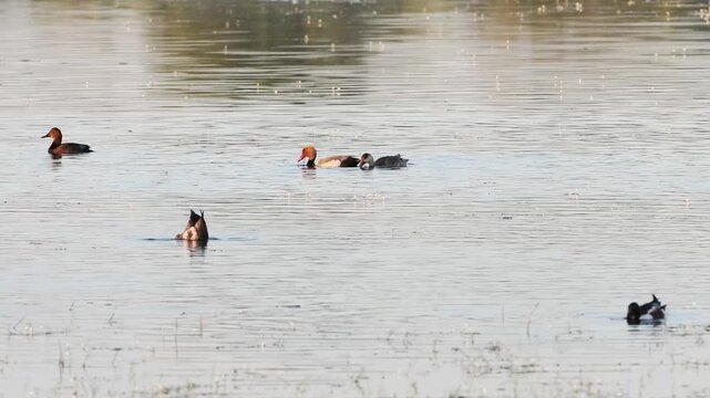 Couple de nettes rousses (Netta rufina) dans les zones humides prot&eacute;g&eacute;es de la Brenne