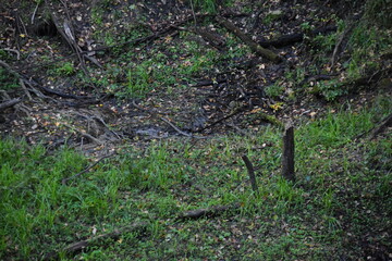 Obraz premium A quiet stream on the ground.