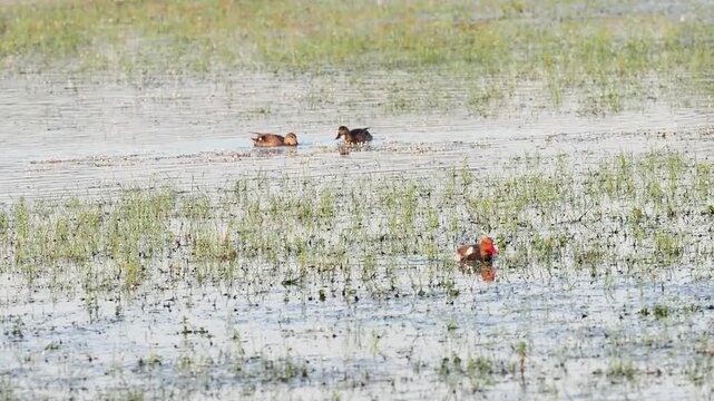 Couple de nettes rousses (Netta rufina) dans les zones humides prot&eacute;g&eacute;es de la Brenne