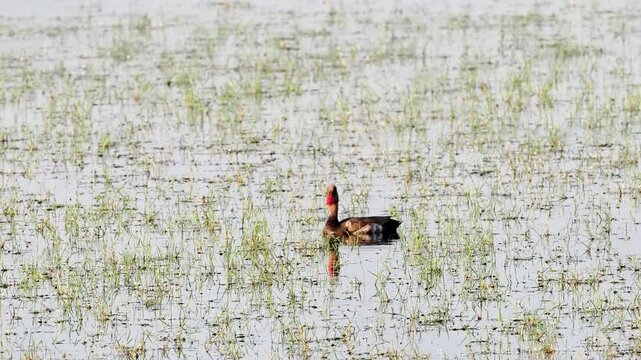 Couple de nettes rousses (Netta rufina) dans les zones humides prot&eacute;g&eacute;es de la Brenne