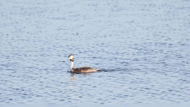 Gr&egrave;be hupp&eacute; (Podiceps cristatus) nageant sur un &eacute;tang des espaces naturels prot&eacute;g&eacute;s de la Brenne